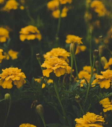Identify common garden weeds with yellow flowers and discover how to manage them while supporting pollinators in your landscape.