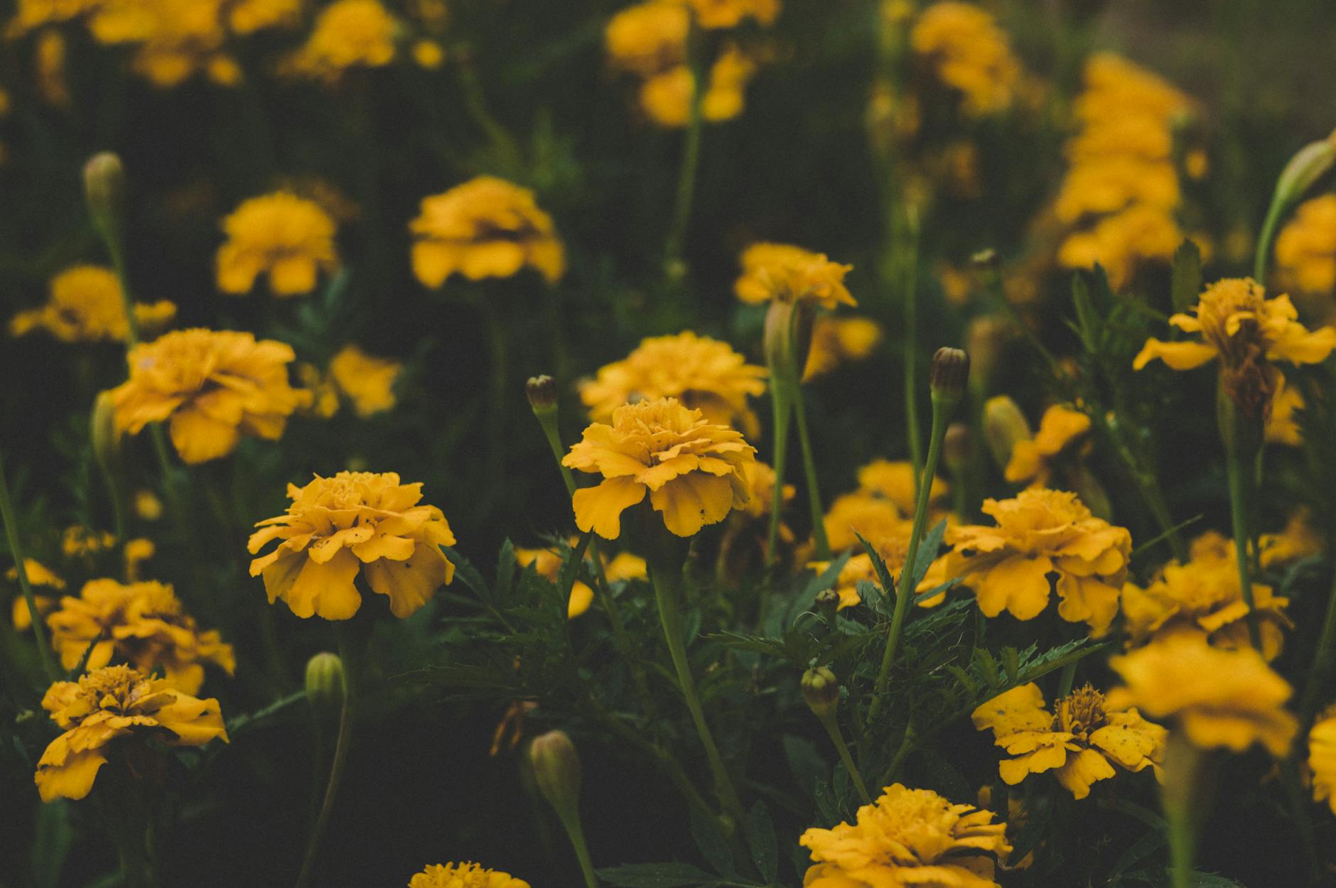 Weeds With Yellow Flowers: Identification, Impact, and Management Identify common garden weeds with yellow flowers and discover how to manage them while supporting pollinators in your landscape.