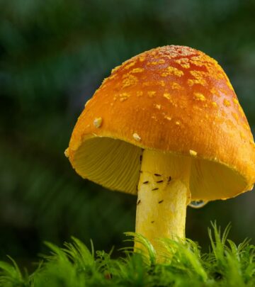 A thorough guide to identifying, growing, and safely managing poisonous plants in the home landscape and garden.