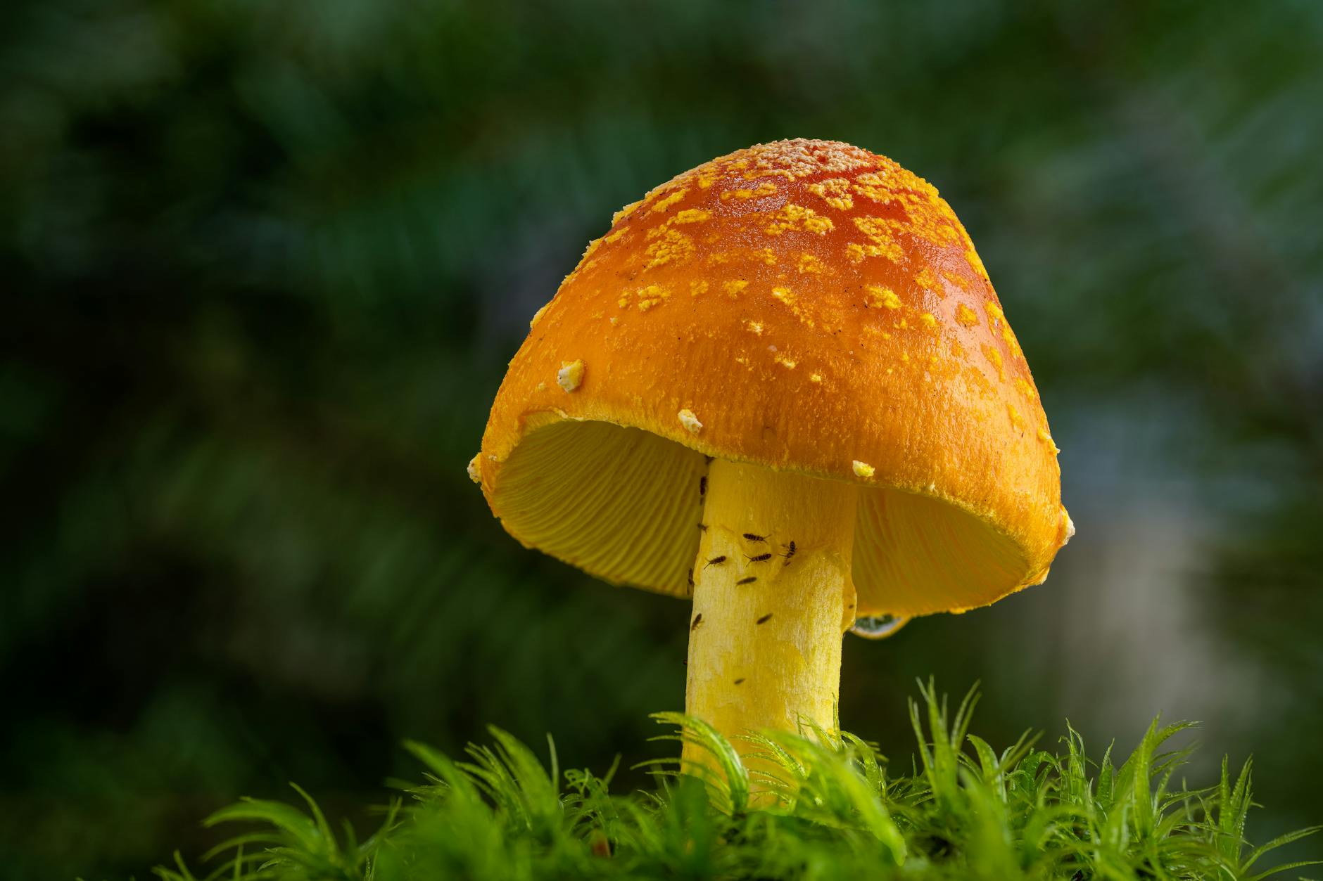 Poisonous Plants: Identifying, Growing, and Understanding Toxicity in Your Garden A thorough guide to identifying, growing, and safely managing poisonous plants in the home landscape and garden.