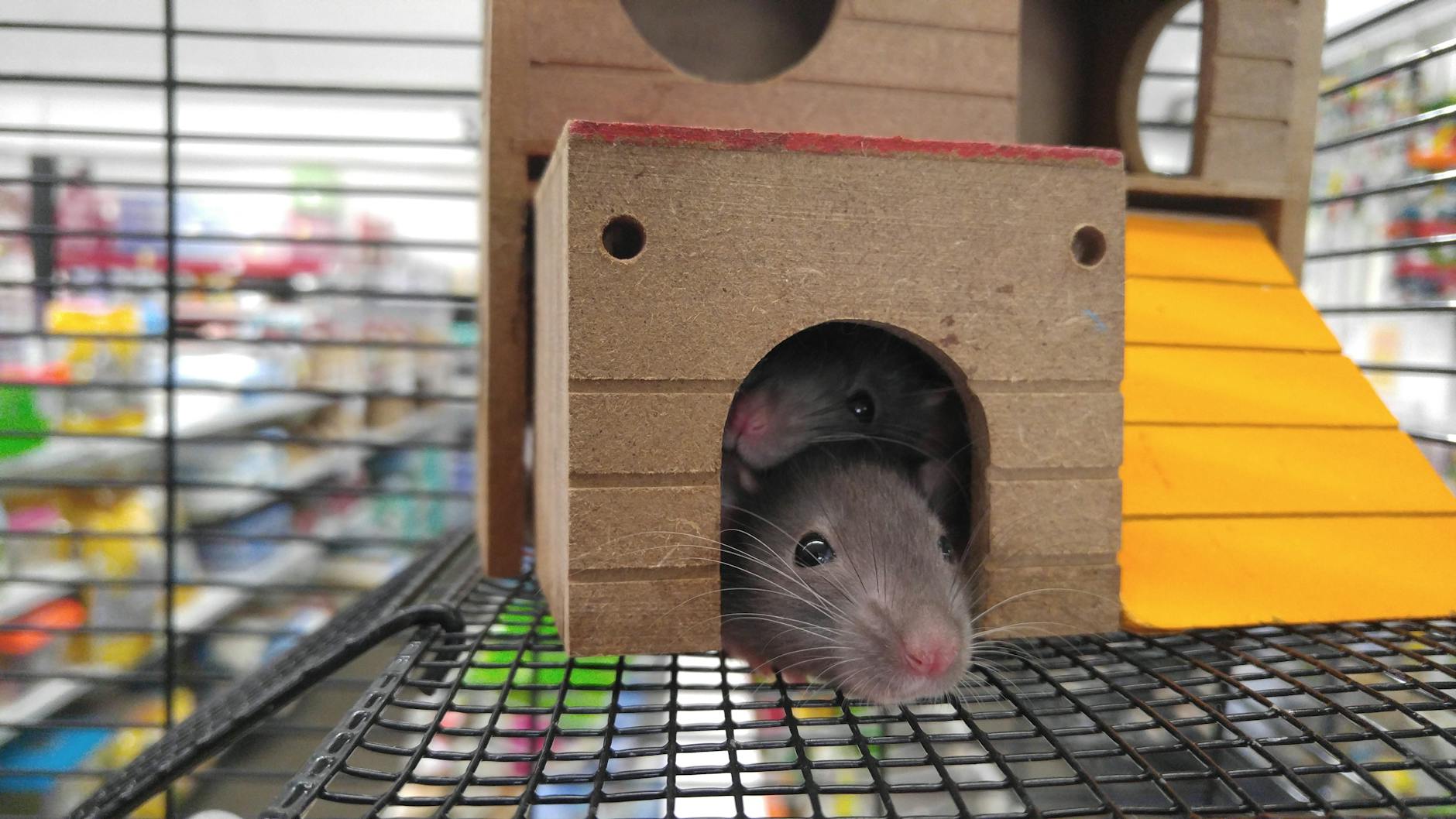 How Long Do Rats Live? Lifespan, Factors, and Care Tips Discover the average lifespan of pet rats, what affects their longevity, and practical care tips to help your rat live its healthiest life.