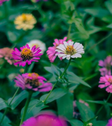 Discover the true nature of these vibrant blooms and learn how to grow them successfully in your garden