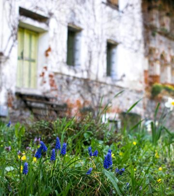 Vibrant and eye-catching, these purple-flowered vines add elegance and color to any vertical space in your garden.