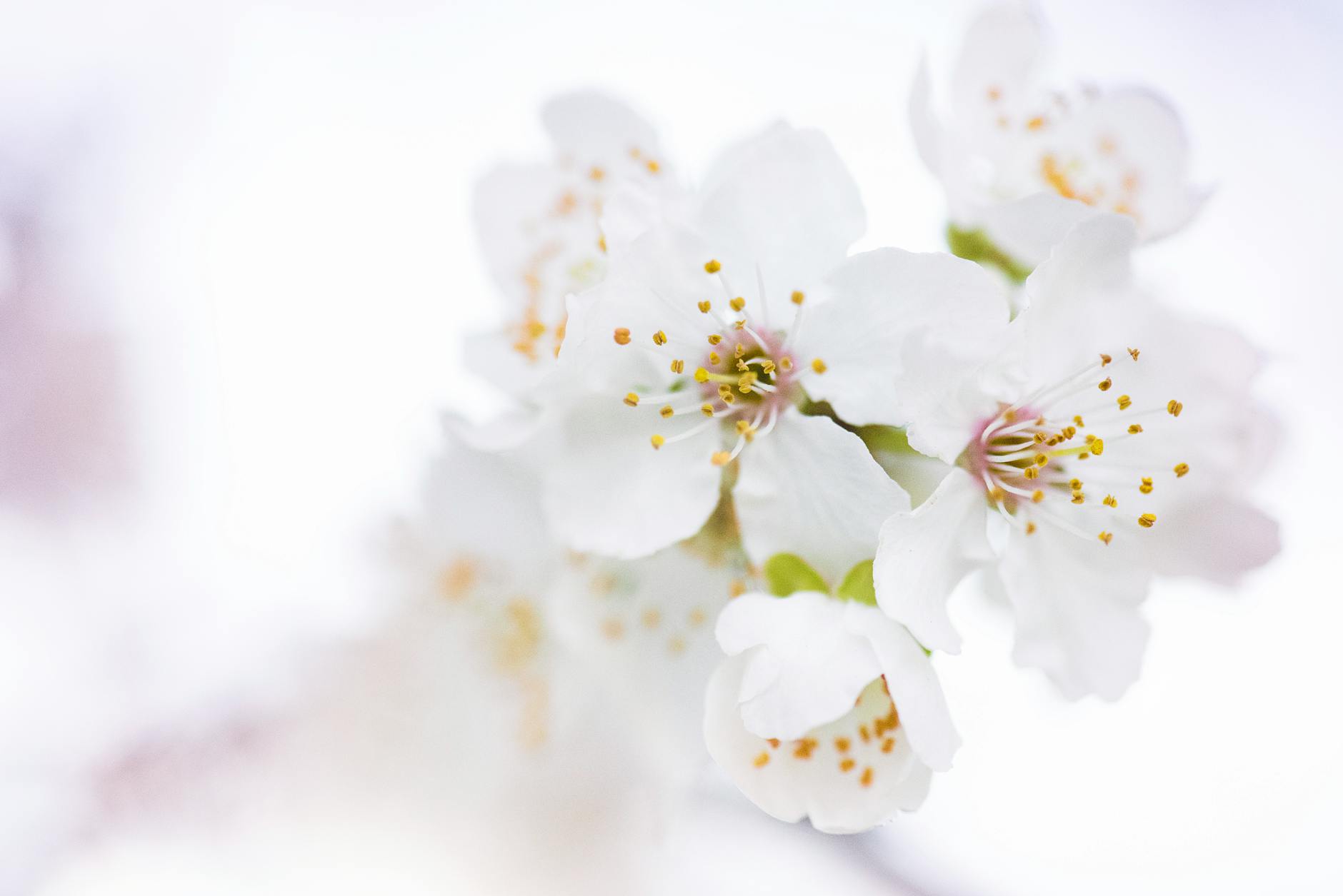49 Stunning White Flowers: Names, Growing Tips, and Photos Discover 49 of the most beautiful white flowers for gardens, each with cultivation tips, botanical details, and breathtaking inspiration.