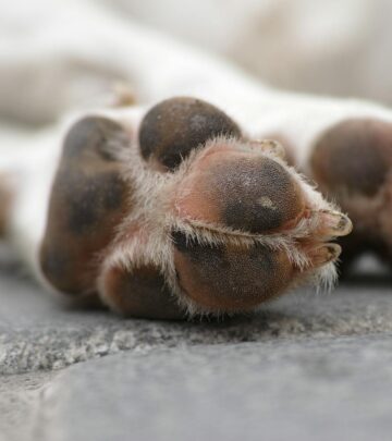 Explore evidence-based treatments, therapies, and lifestyle changes to support dogs living with arthritis and improve their quality of life.