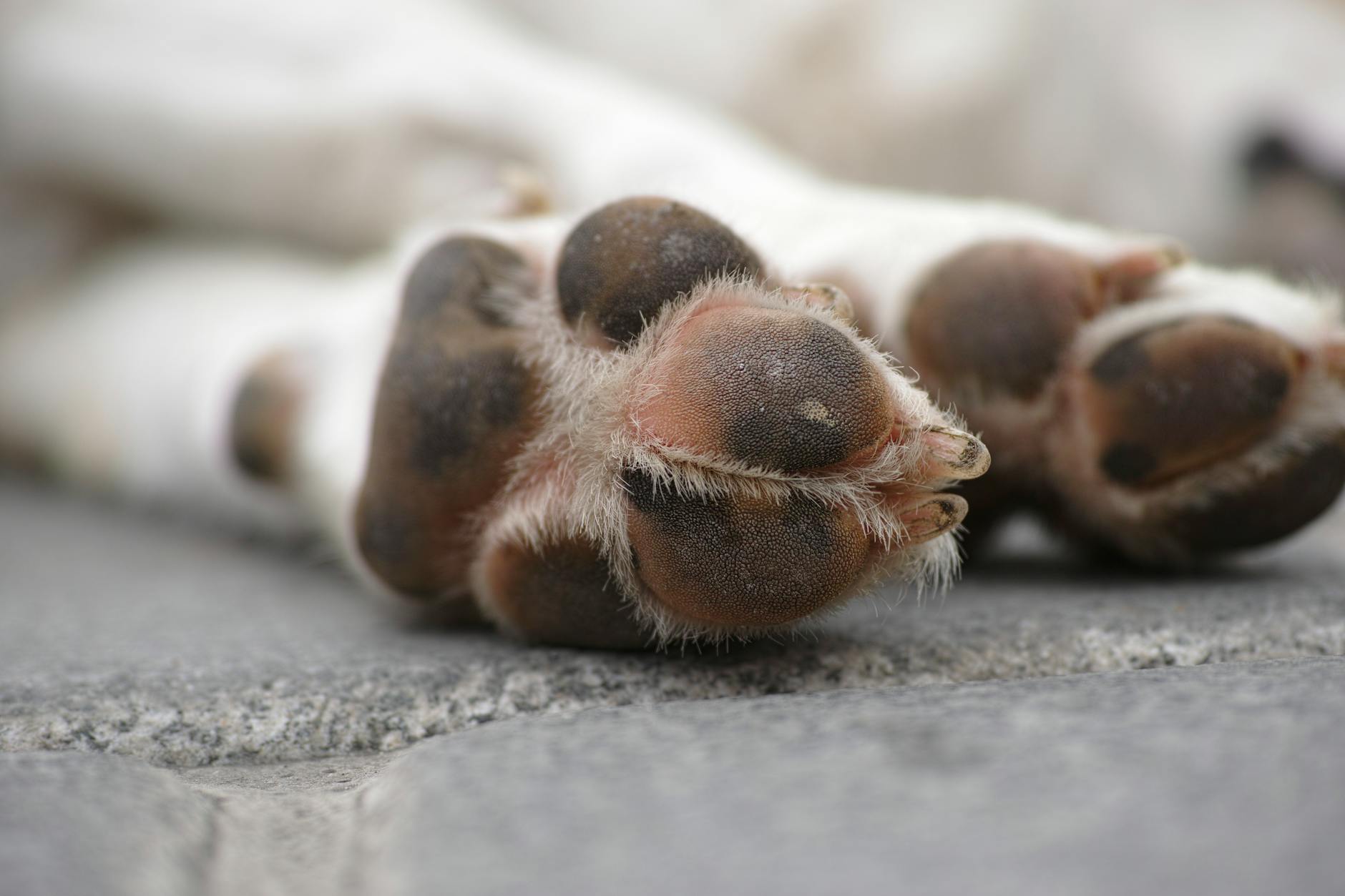 Dog Arthritis Treatment: Comprehensive Guide to Helping Arthritic Dogs Thrive Explore evidence-based treatments, therapies, and lifestyle changes to support dogs living with arthritis and improve their quality of life.