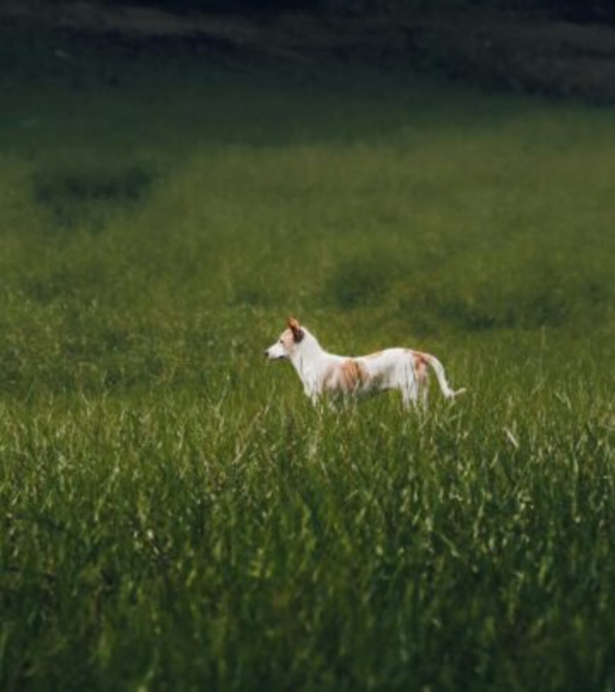 Dog Ear Mites: 3 Causes, Symptoms & Treatment Options Understanding how to identify and effectively treat these common parasites in your canine companion