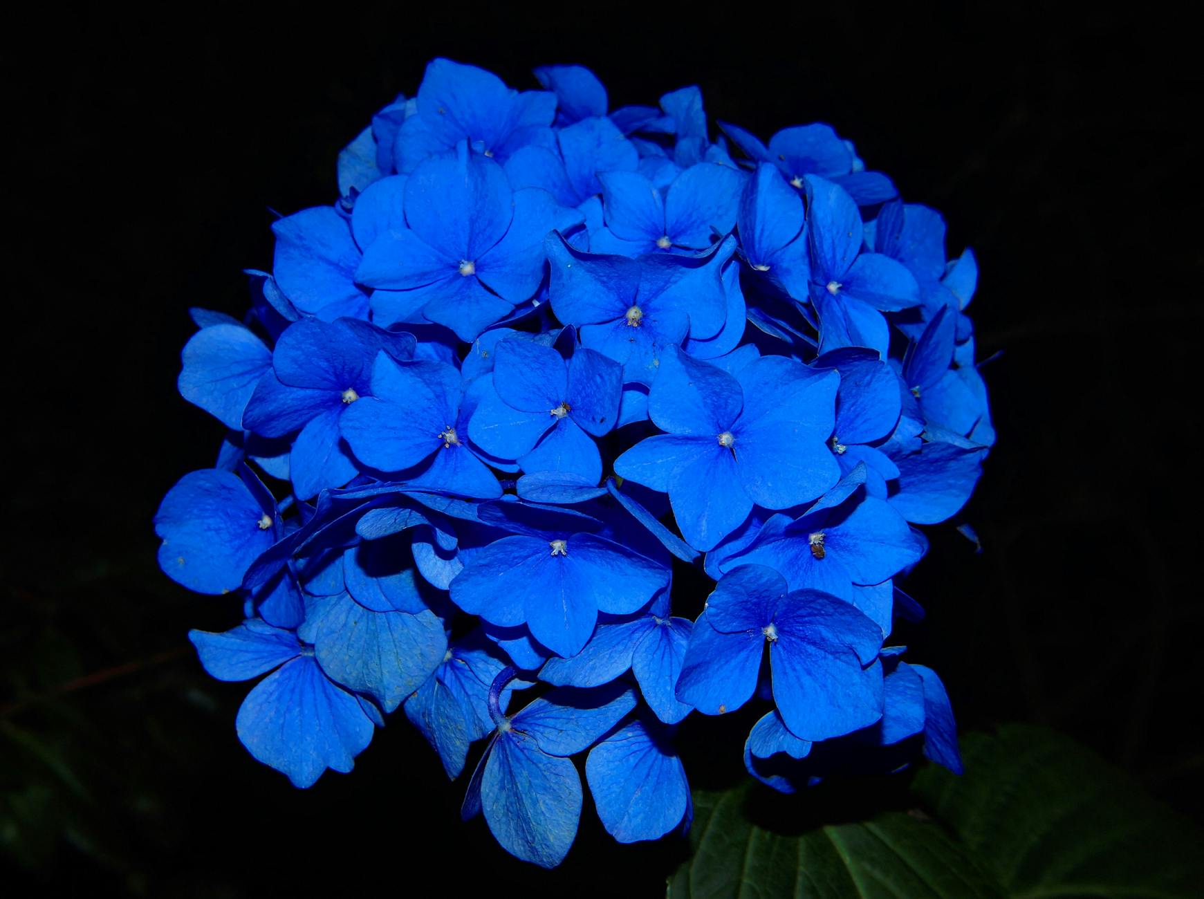 59 Stunning Blue Flowers: A Complete Guide With Names and Care Tips Discover the most beautiful blue blooms to transform your garden into a tranquil blue paradise