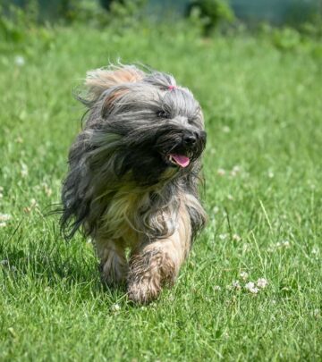 Discover everything about the adorable Shih-poo: a smart, friendly companion with the perfect lap dog personality