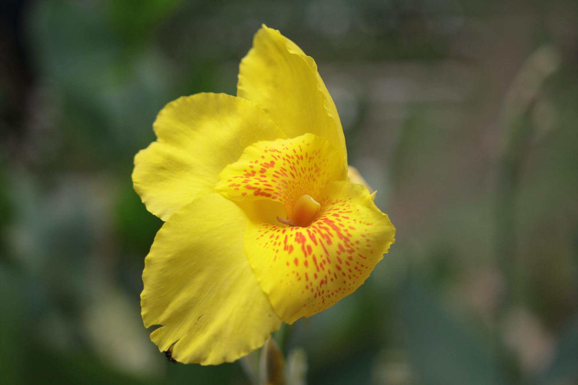 Spectacular Canna Lily Varieties: A Complete Growing Guide Discover the most stunning canna lily varieties to transform your garden into a tropical paradise