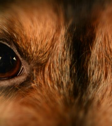 Understand the causes, symptoms, and treatment options for red eyes in dogs to keep your pet healthy and comfortable.