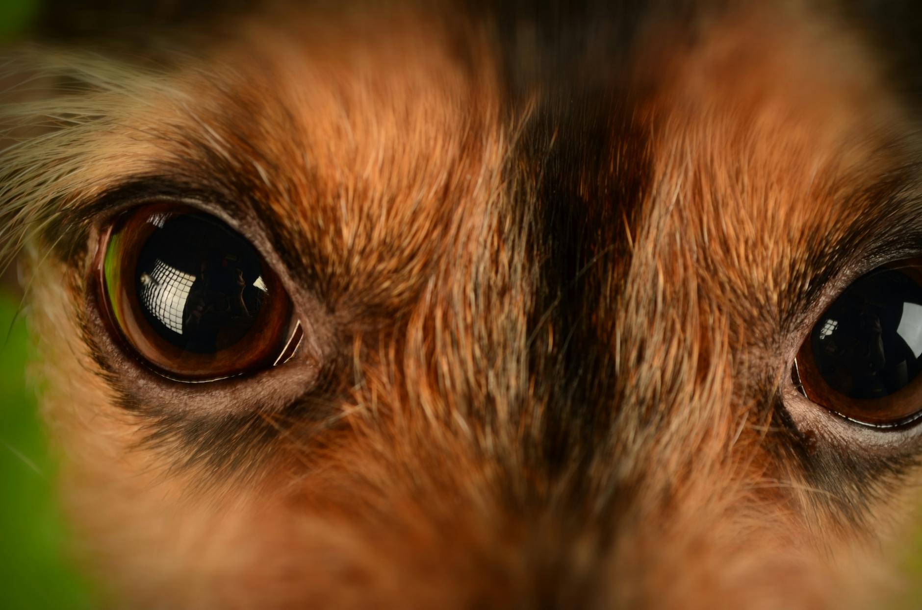Red Eyes in Dogs: Causes, Symptoms, and Treatment Understand the causes, symptoms, and treatment options for red eyes in dogs to keep your pet healthy and comfortable.