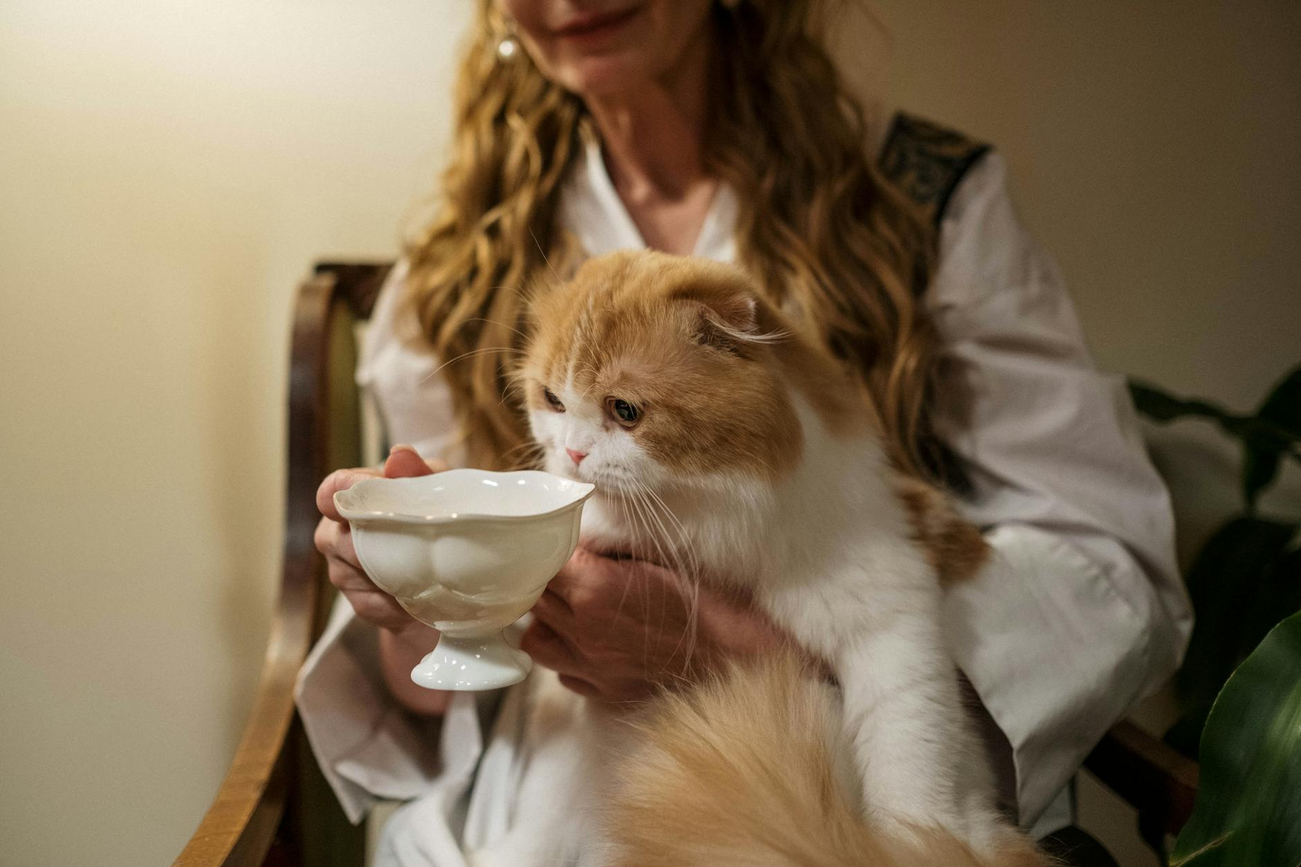 Discover the truth about cats and milk: why this common treat might not be so good for your feline friend