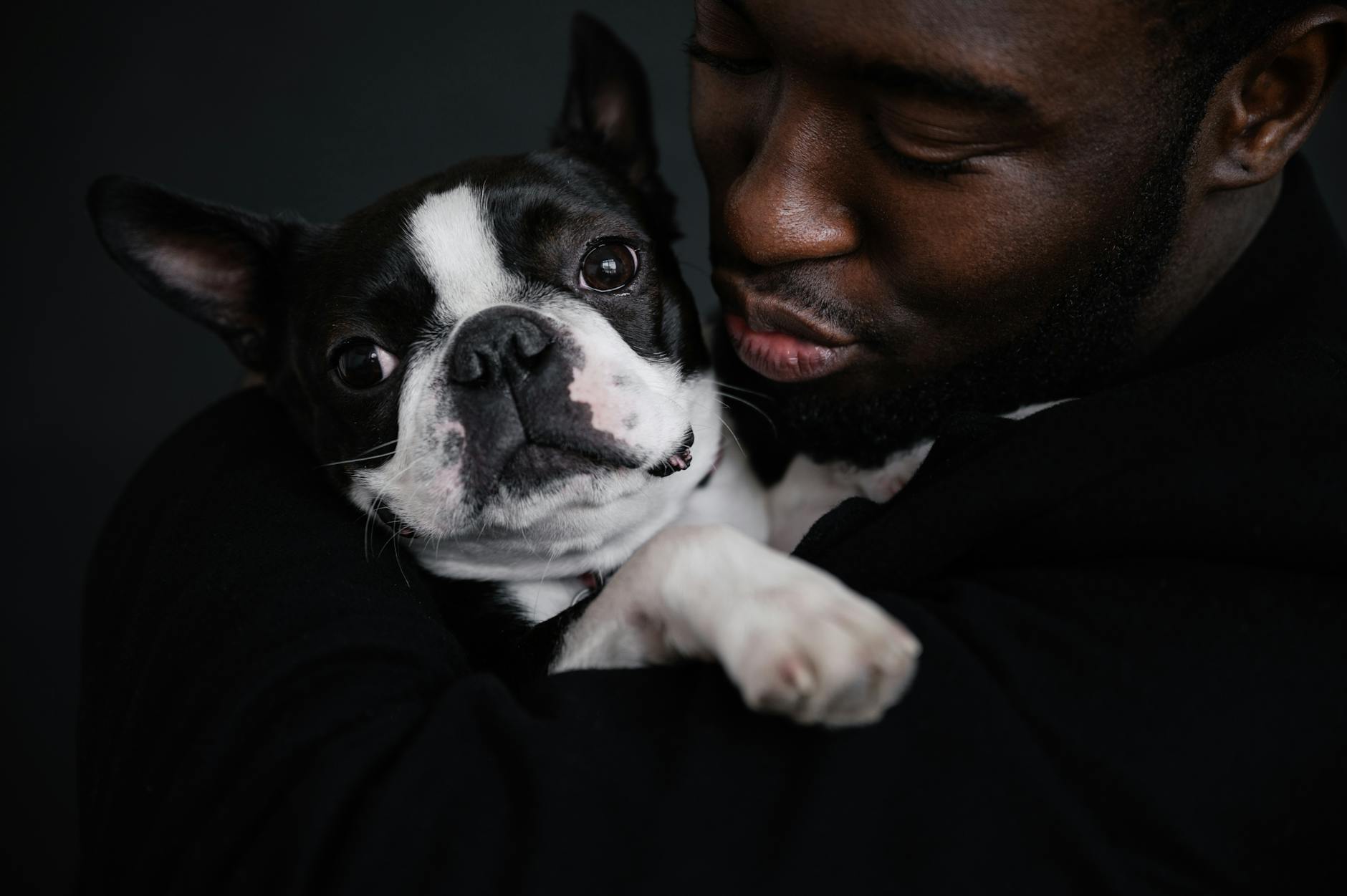 Boston Terrier: The Ultimate Guide to a Charming and Loyal Companion Discover the Boston Terrier's rich history, delightful personality, care needs, and why they’re America’s gentle, playful companion.