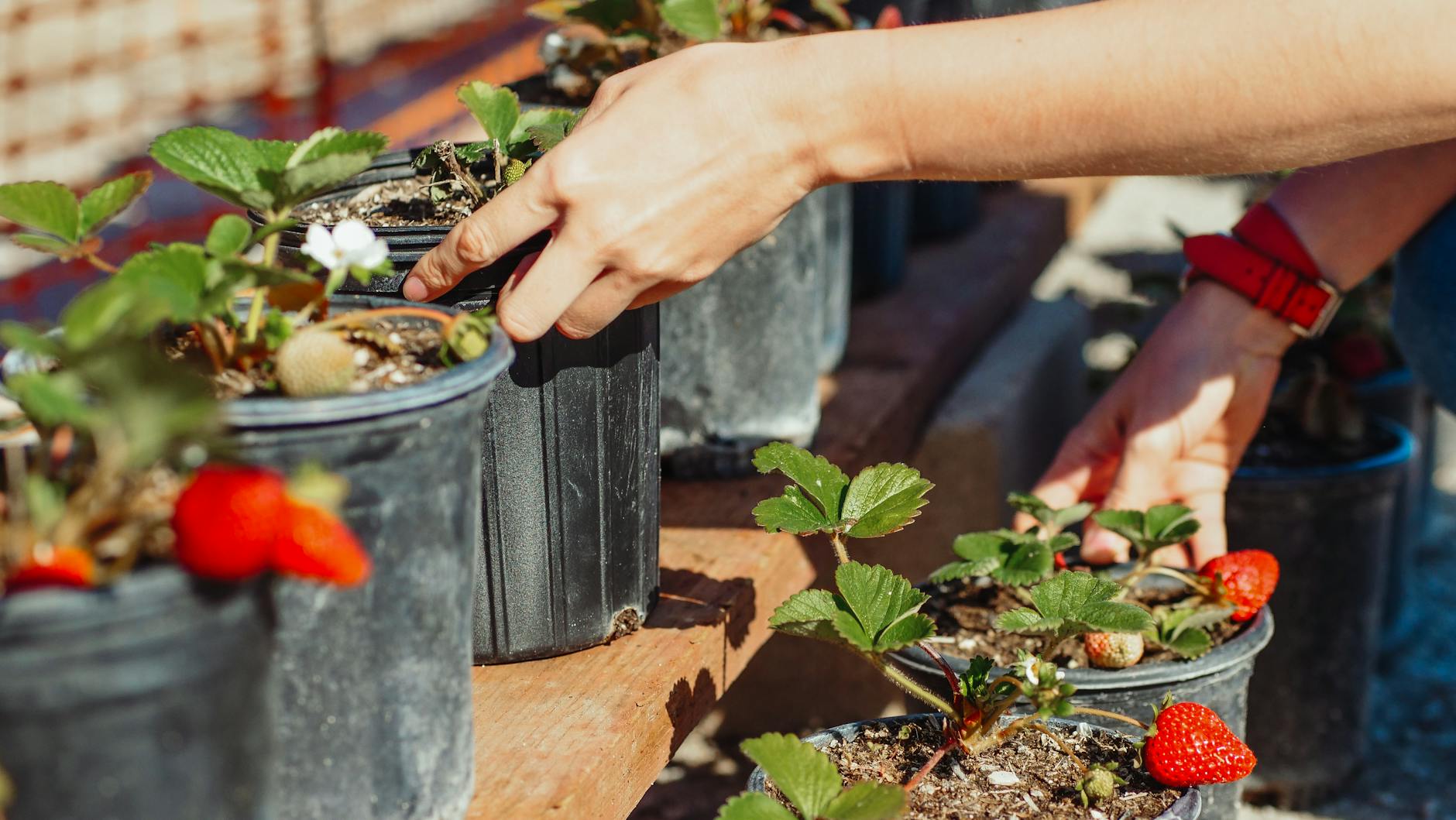Hydroponic Strawberries: Complete Guide to Soil-Free Berry Growing Master the art of growing delicious, clean strawberries using water-based cultivation methods