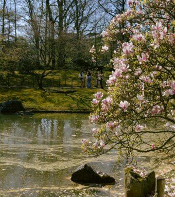 Discover 15 stunning white-flowering magnolia trees and tips for growing, caring, and choosing the perfect specimen for your landscape.