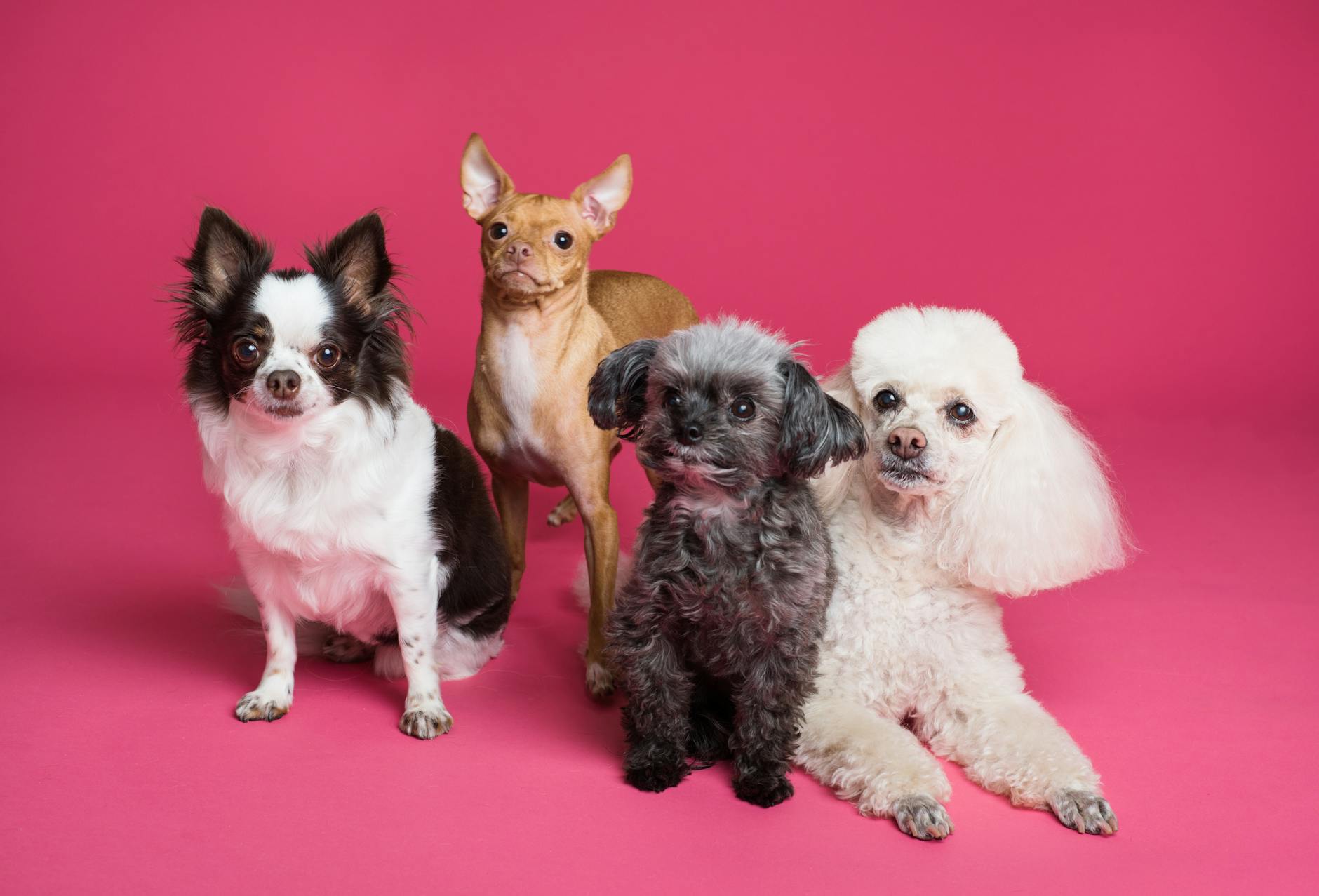The 3 Types of Poodles: Standard, Miniature, and Toy Comparisons Discover the distinctive characteristics, temperaments, and care needs of all three poodle varieties