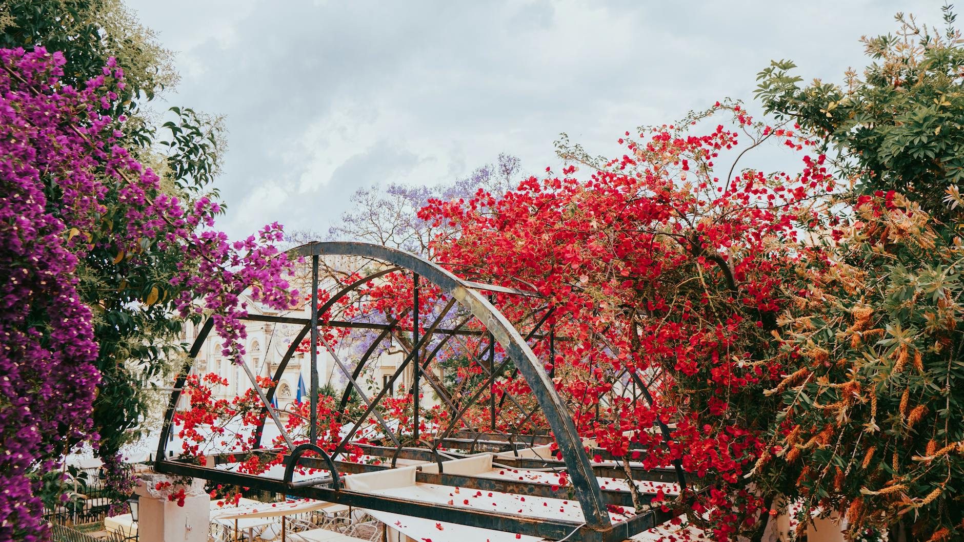 21 Beautiful Purple Flowering Trees For Your Landscape Discover stunning purple-flowered trees that will transform your garden with vibrant color and beauty