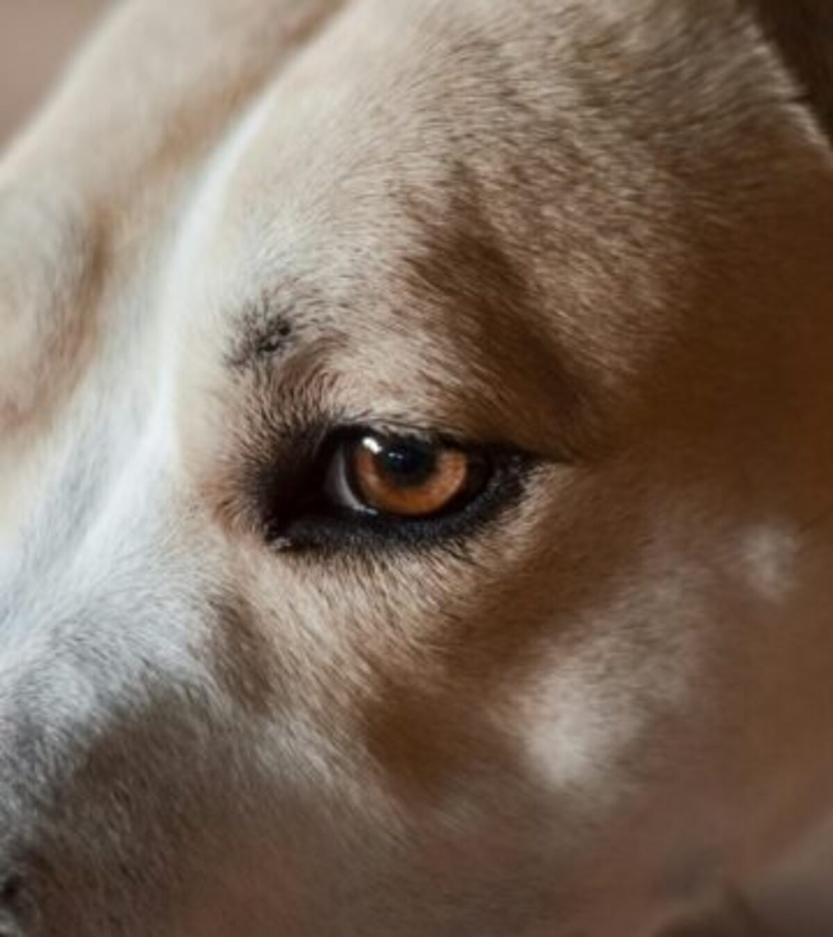 Dog Eye Discharge: 5 Types, Causes, And When To See The Vet Learn about the different types of dog eye discharge, what they mean, and when your pup needs veterinary care.