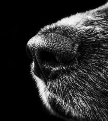 Discover the many meanings behind your dog's nose nudges, from affection to communication and everything in between.