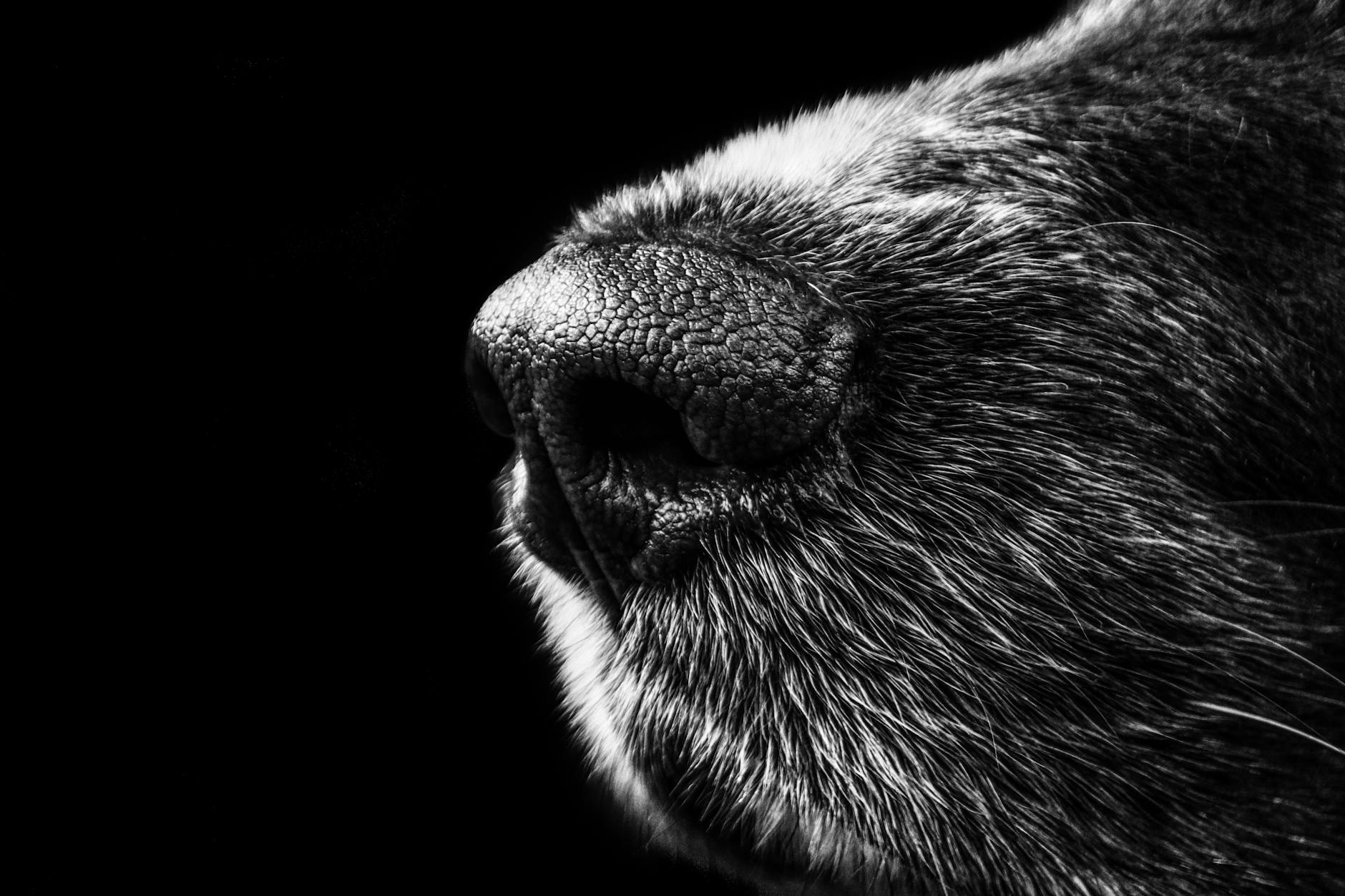 Why Does My Dog Nudge Me With His Nose? Understanding Canine Nose Nudges Discover the many meanings behind your dog's nose nudges, from affection to communication and everything in between.