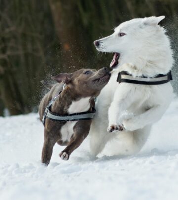 Discover the world's longest-living dog breeds, their average lifespans, unique traits, and tips for helping your companion live a long, healthy life.