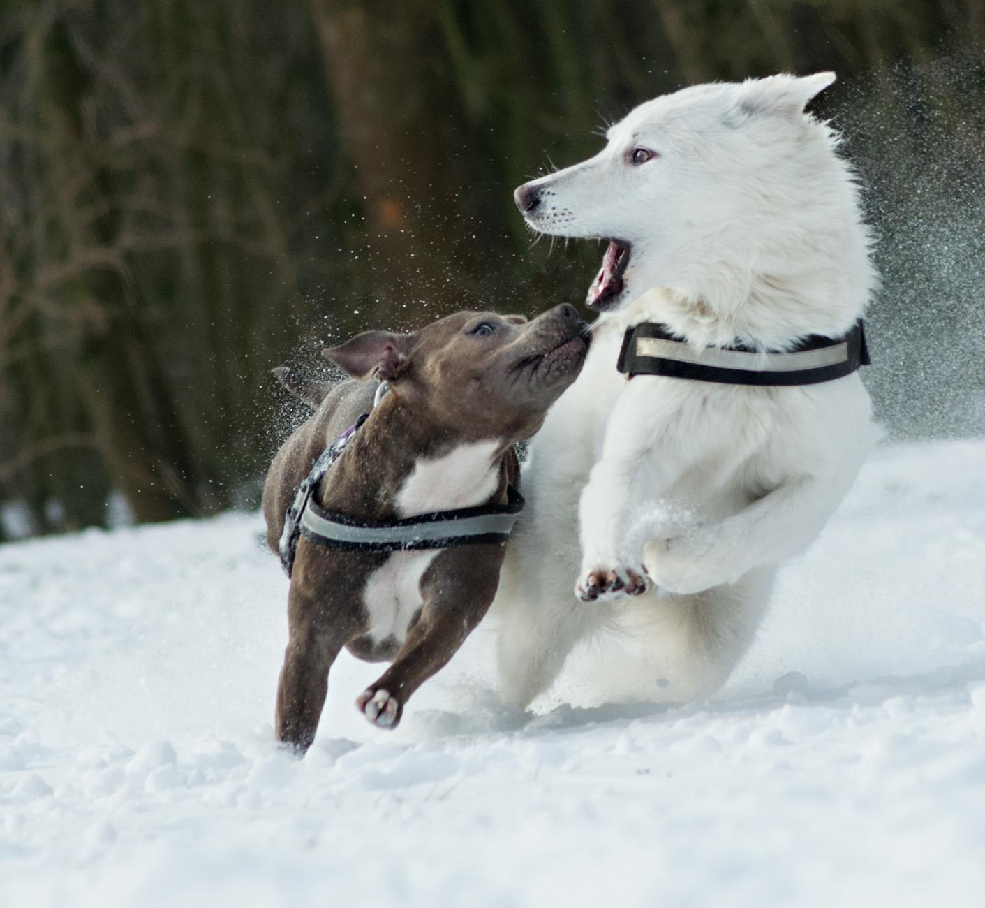 21 Longest-Living Dog Breeds: Lifespans, Traits, and Wellness Tips Discover the world's longest-living dog breeds, their average lifespans, unique traits, and tips for helping your companion live a long, healthy life.