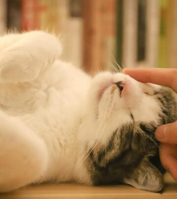 Discover the fascinating science and multiple meanings behind your cat's soothing purr