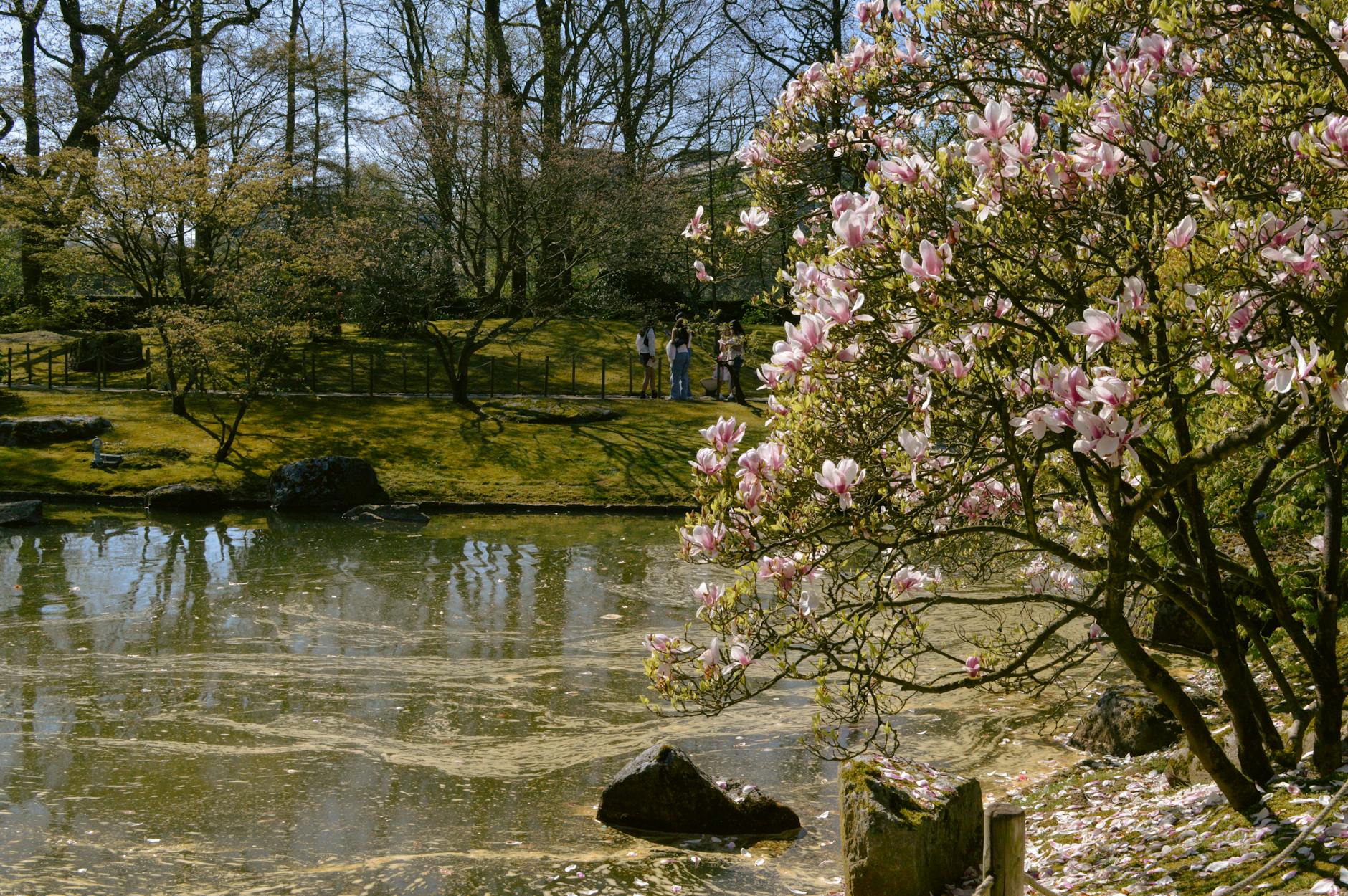 When Do Magnolia Trees Bloom? A Complete Flowering Guide Discover the beautiful blooming cycles of magnolia trees and how to enjoy their stunning flowers
