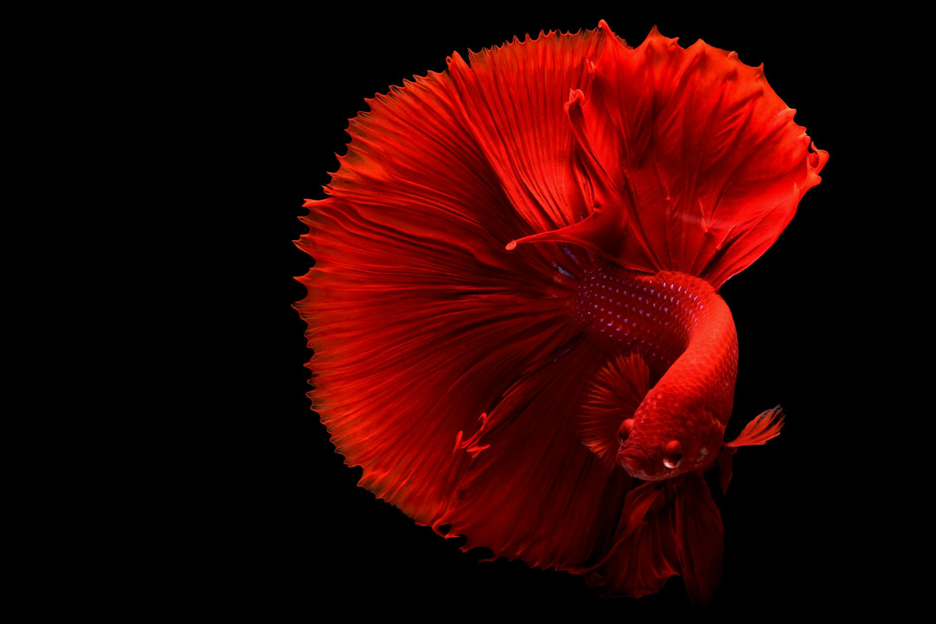 Betta Fish Facts: Lifespan, Care, and How to Keep Them Thriving Discover fascinating facts about Betta fish, their care requirements, origins, and tips for keeping them vibrant and healthy.