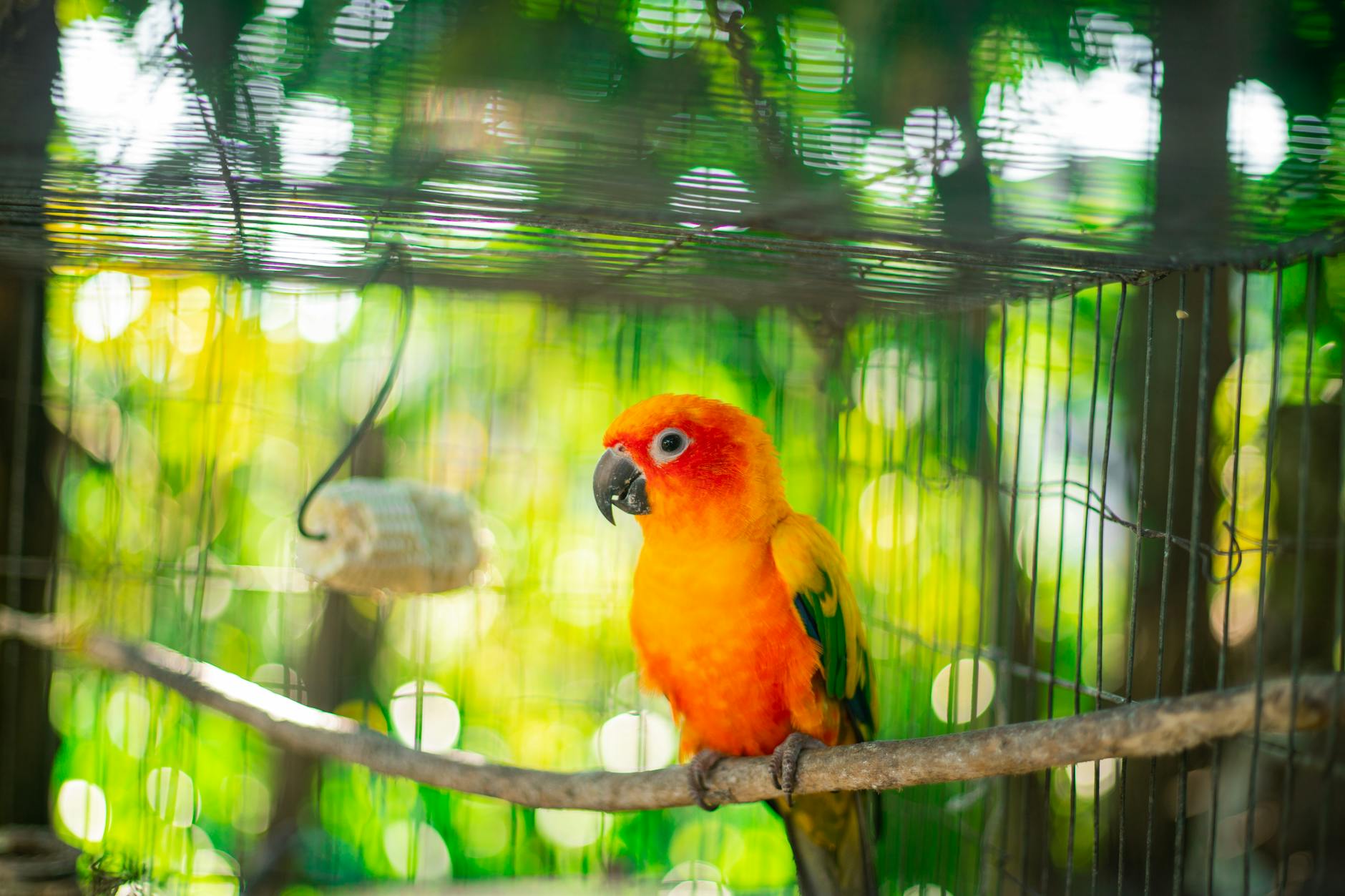 How Long Do Parakeets Live? Lifespan, Care, and What to Expect Discover the lifespan of parakeets, care tips, and how to help your feathered friend live a long, healthy life.