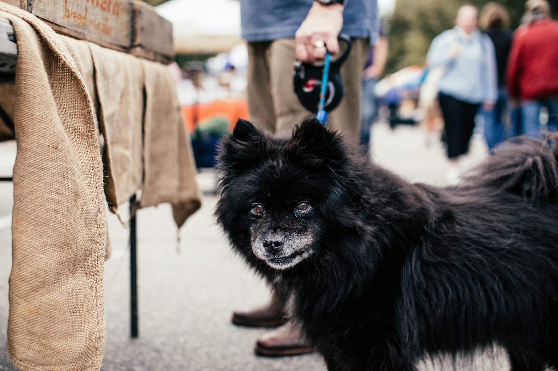 How to Handle Fleas on Dogs: Prevention, Treatment, and Home Strategies Comprehensive guidance for dog owners to prevent, treat, and manage fleas, ensuring your pet's health and a flea-free home environment.