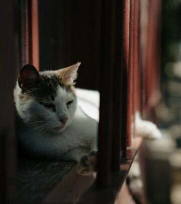Learn everything about feline urinary tract infections and how to protect your cat's urinary health