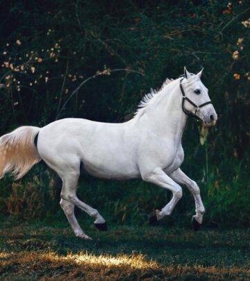 Discover the profound impact of horses through inspiring quotes and stories.
