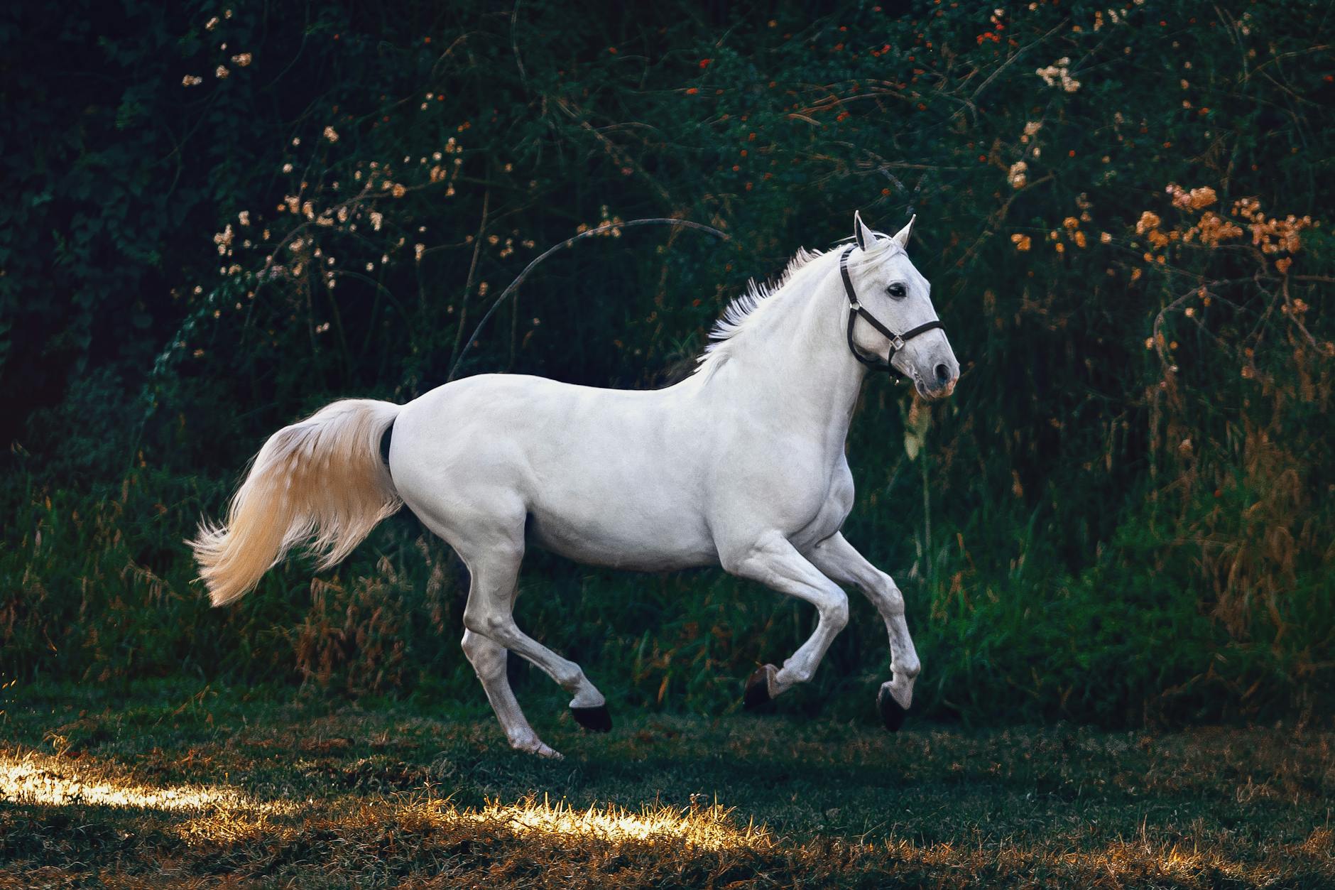 Inspiring Horse Quotes Discover the profound impact of horses through inspiring quotes and stories.