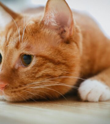 Delve into the origins, effects, and secrets of catnip—how it fascinates felines and its many uses in your cat’s life.
