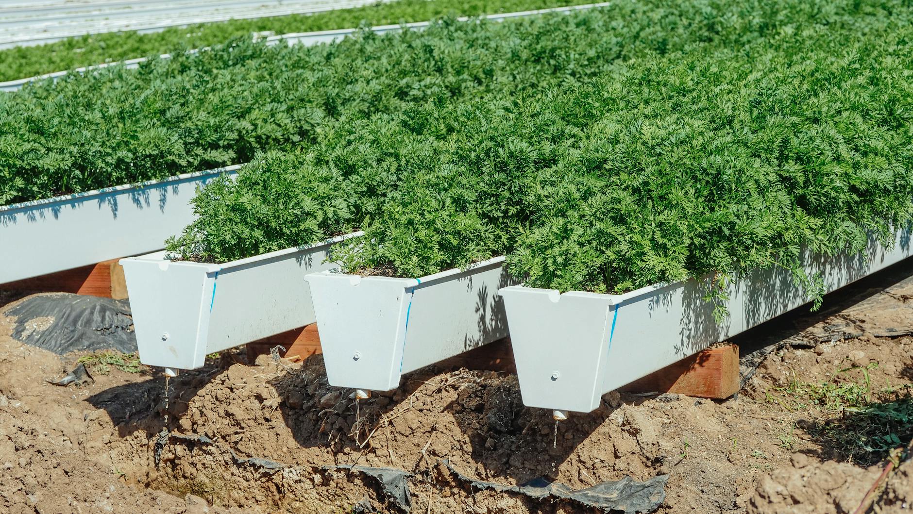 Understanding Carrot Growth Stages: From Seed to Harvest Discover the fascinating journey of carrots as they develop from tiny seeds to delicious root vegetables in your garden