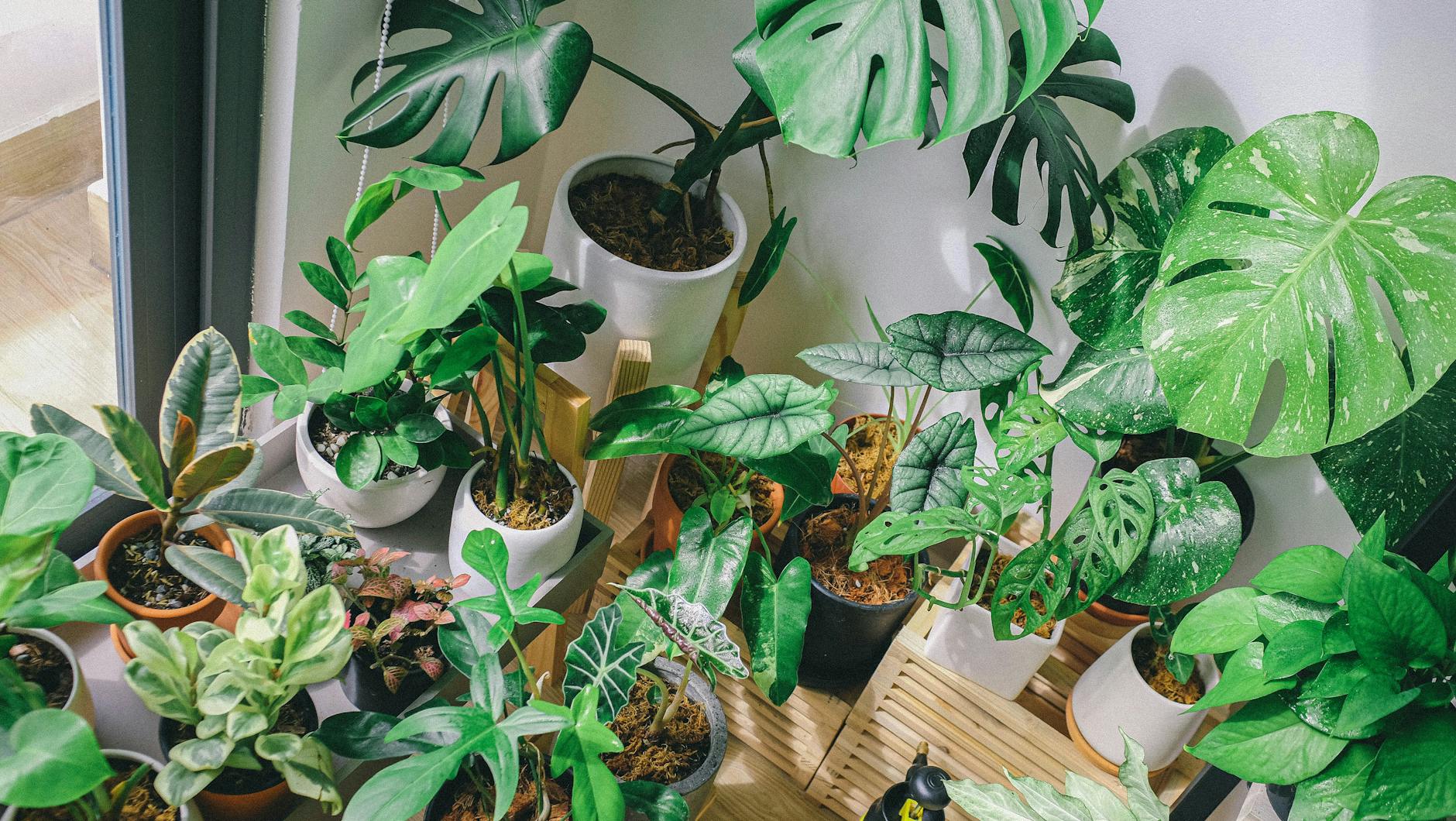 25 Stunning Alocasia Varieties for Your Plant Collection Discover the diverse world of Alocasias with these 25 stunning varieties to enhance your indoor garden