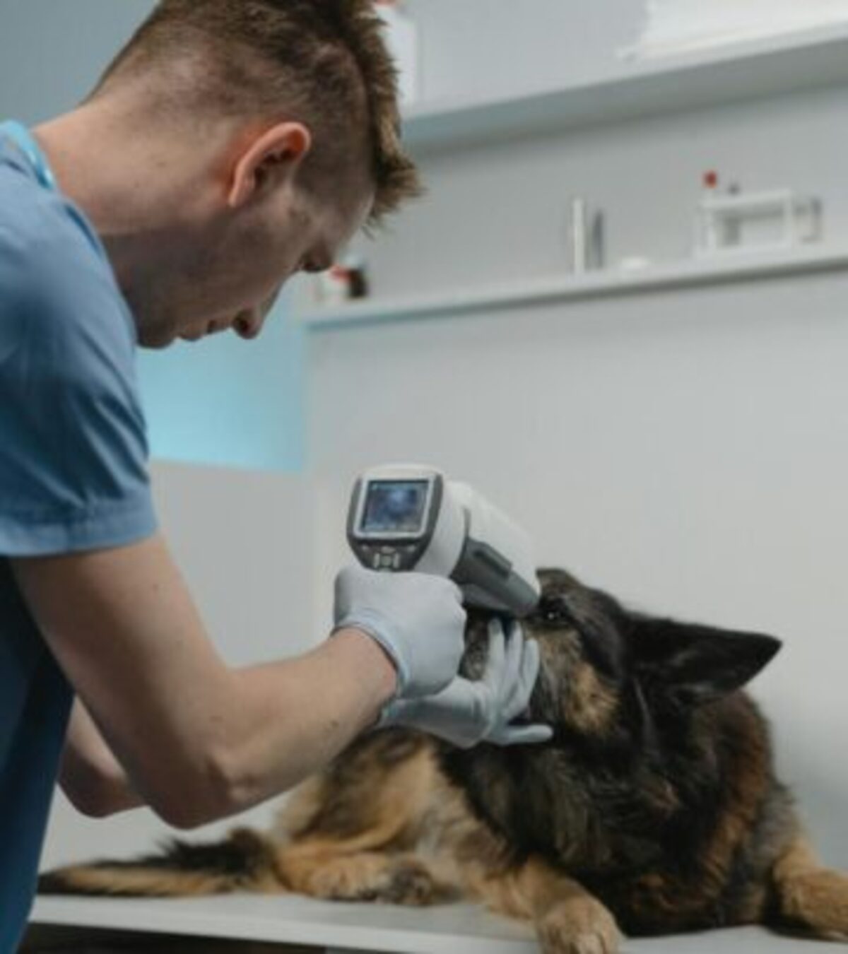Understanding this common endocrine disorder that affects many senior dogs and how to manage it effectively