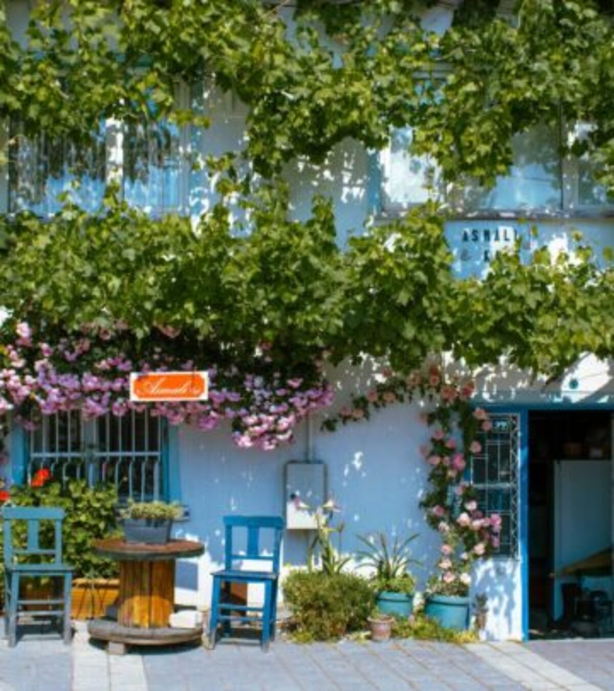 Hydrangeas: Annuals, Perennials, or Biennials? Understanding Their Lifespan and Garden Impact Discover whether hydrangeas are annuals, perennials, or biennials and how this impacts your garden for years to come.
