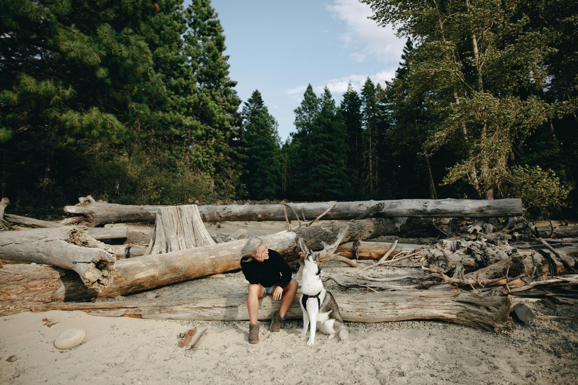 Heavy Breathing in Dogs: Causes, Symptoms, and When to Seek Help Understanding why dogs breathe heavily and recognizing when it requires immediate veterinary attention