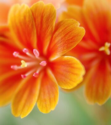 31 Stunning Orange Flowering Shrubs For Your Garden