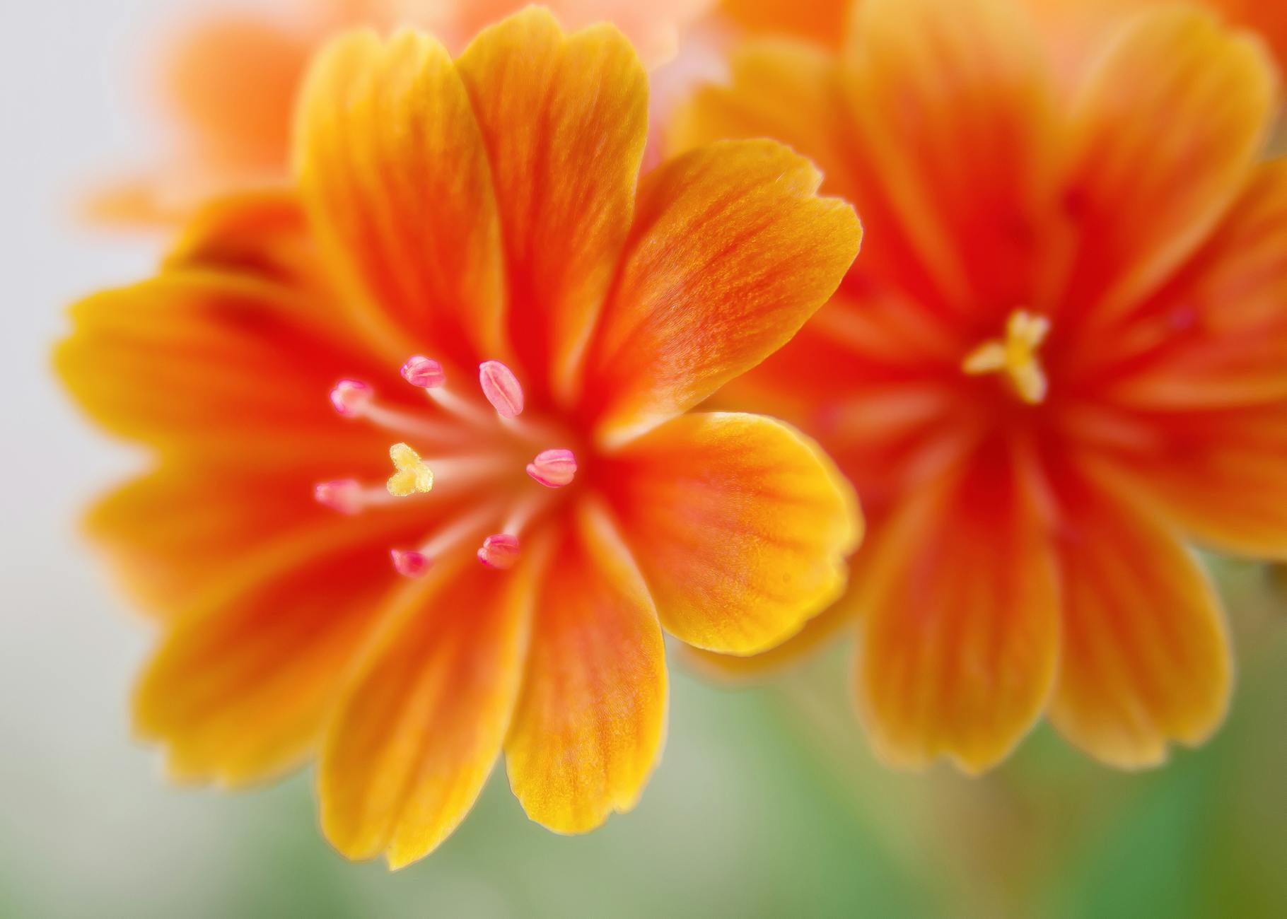 31 Stunning Orange Flowering Shrubs For Your Garden Discover vibrant orange flowering shrubs that will transform your landscape with fiery blooms