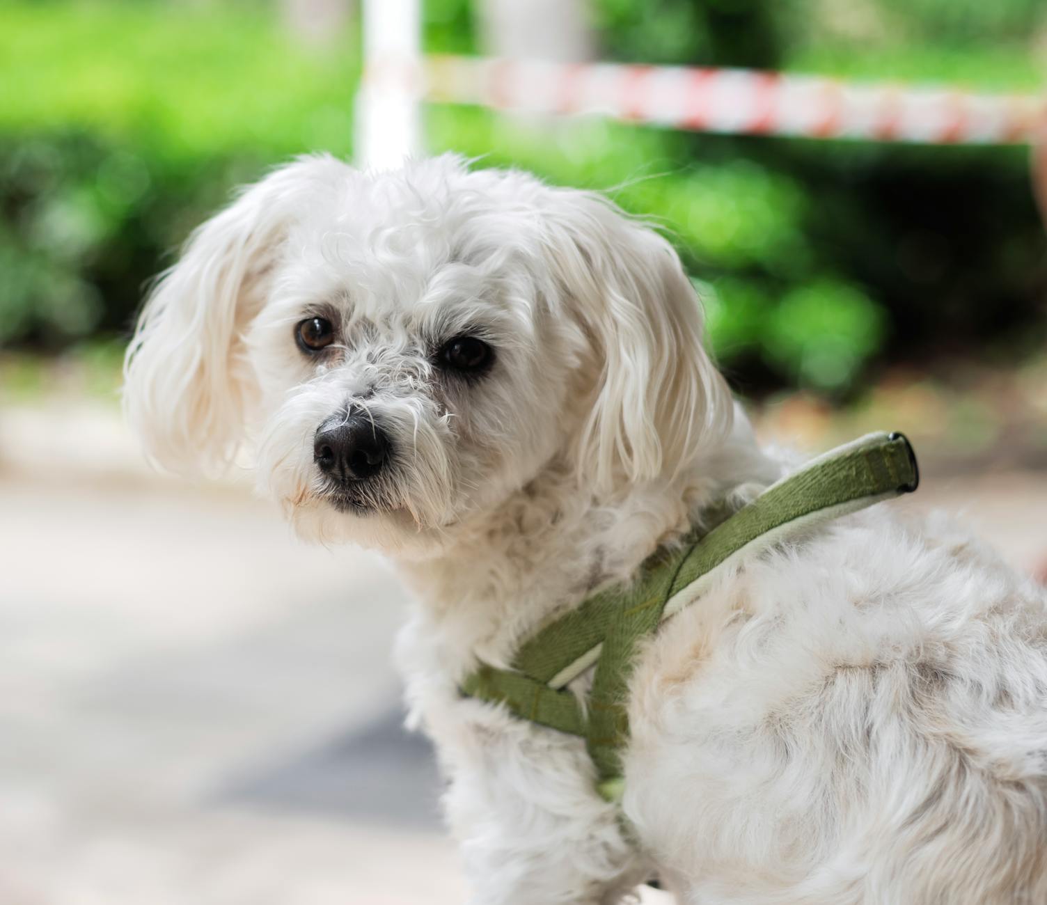 Understanding and Managing Dog Anal Glands Comprehensive Guide to Dog Anal Gland Health and Management