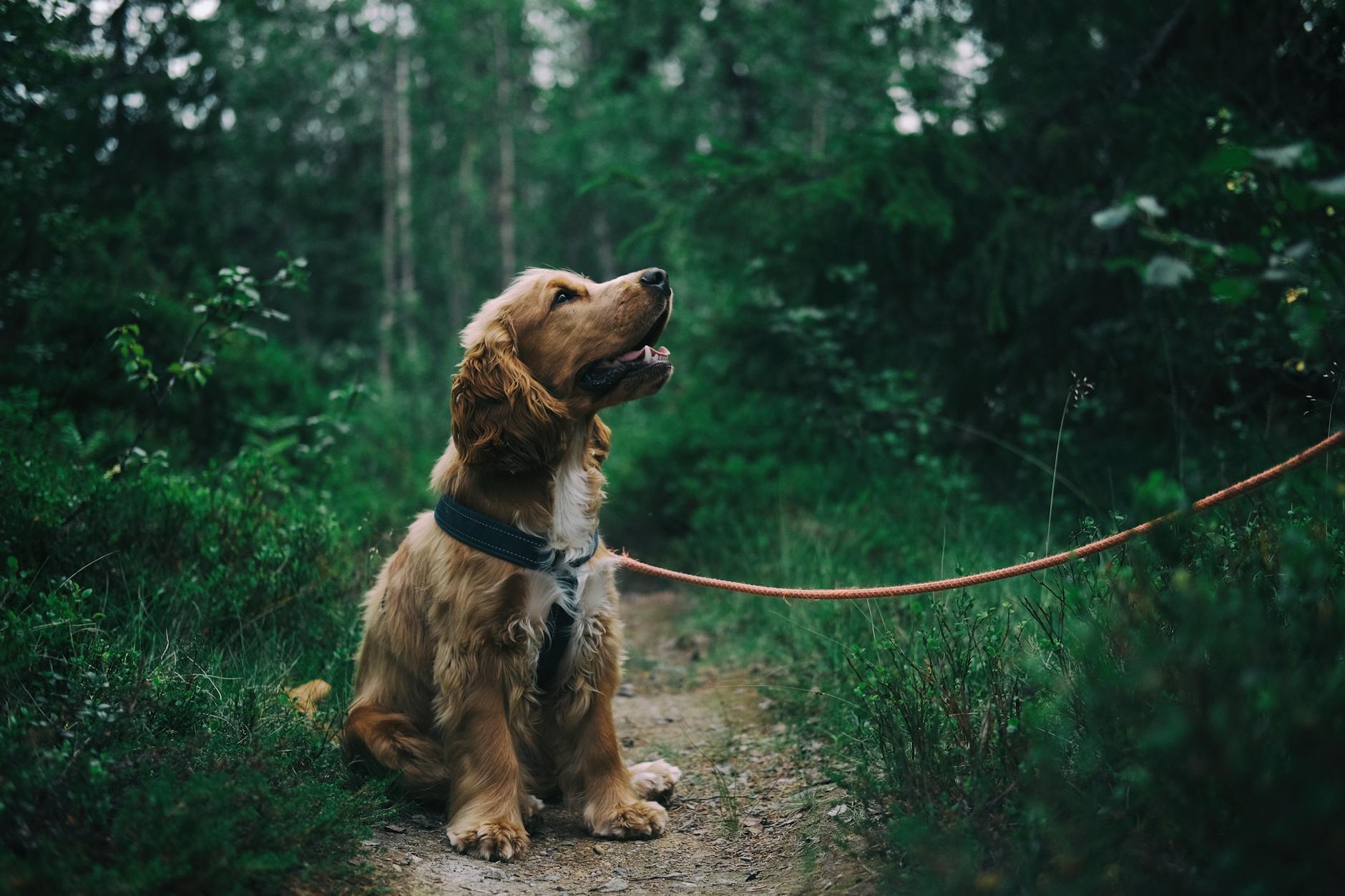 Cocker Spaniel: The Merry Companion With a Heart of Gold Discover the joyful, affectionate Cocker Spaniel - a perfect family pet with a rich hunting heritage