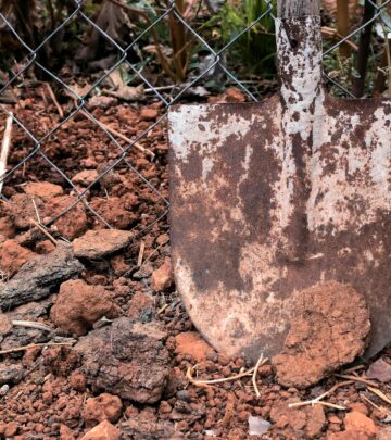 Testing and Choosing the Best Soil for Your Garden: The Ultimate Guide
