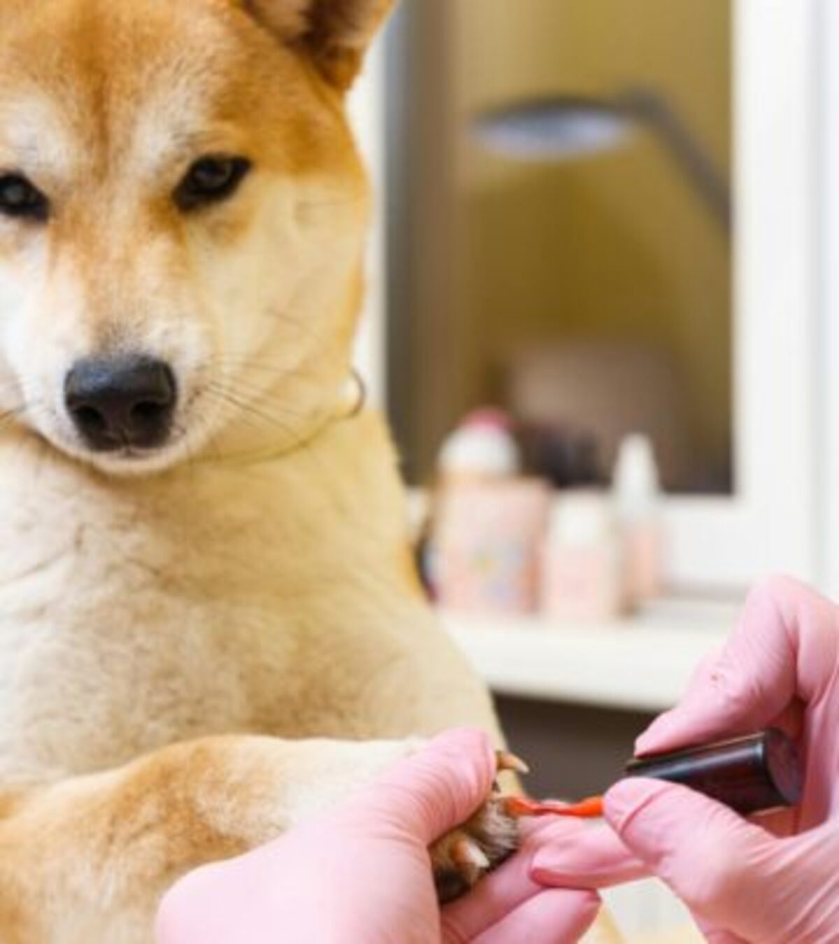 Dog Broken Nail First Aid: 7 Essential Home Care Steps Learn how to provide immediate care for your dog's broken nail and when to seek veterinary attention