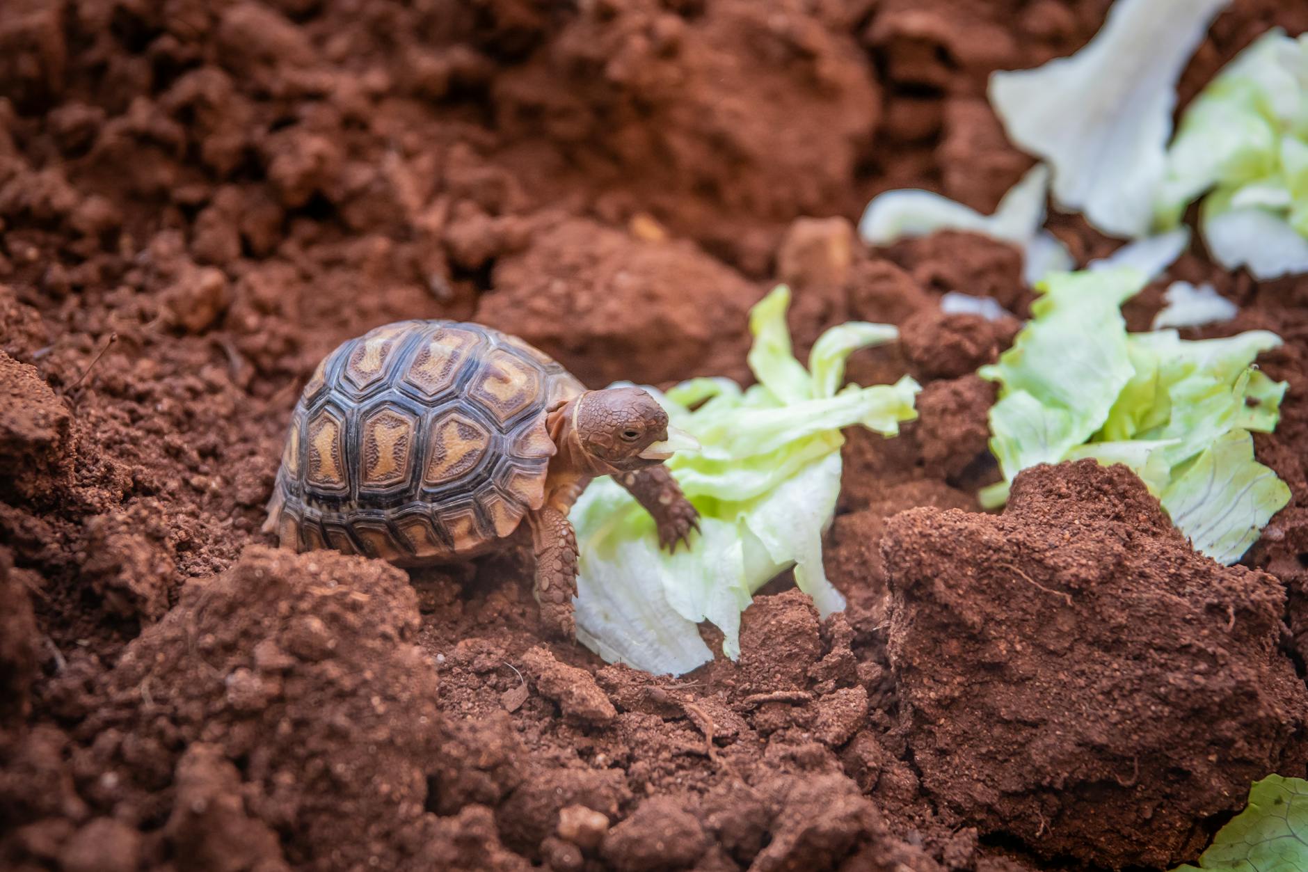 A Complete Guide to Turtle Nutrition: What Do Turtles Eat? Discover the ideal diet for your shelled companion's optimal health and longevity