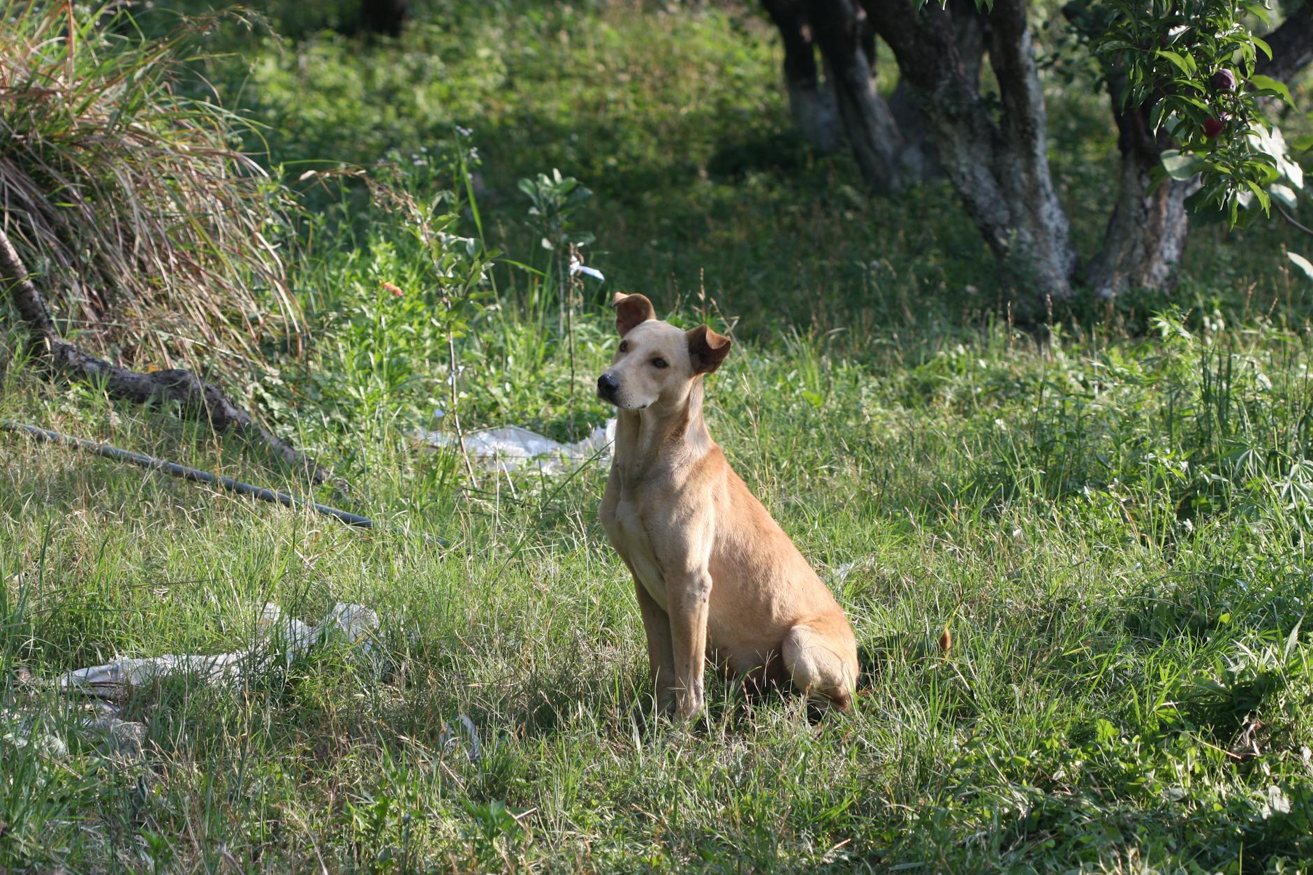 Bloat in Dogs: A Life-Threatening Emergency Condition Understanding the causes, symptoms, and treatments for this dangerous canine condition that requires immediate veterinary attention
