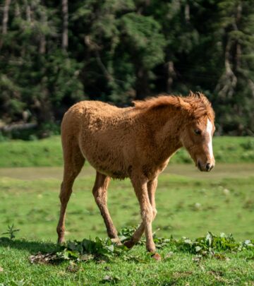 Discover average horse weights by breed and age, learn measurement methods, and understand why a horse’s weight matters for optimal care.